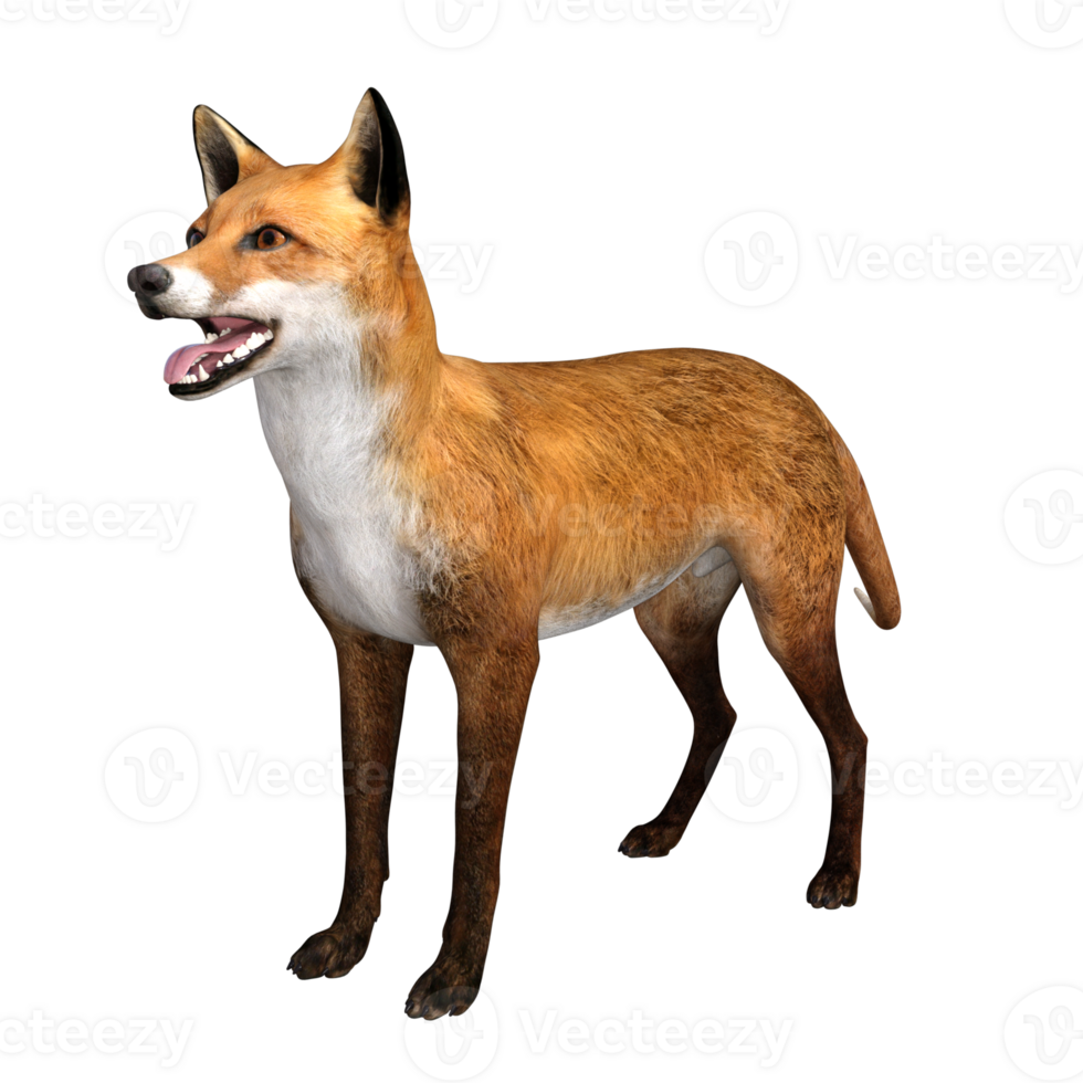 Fox animal isolated 3d png