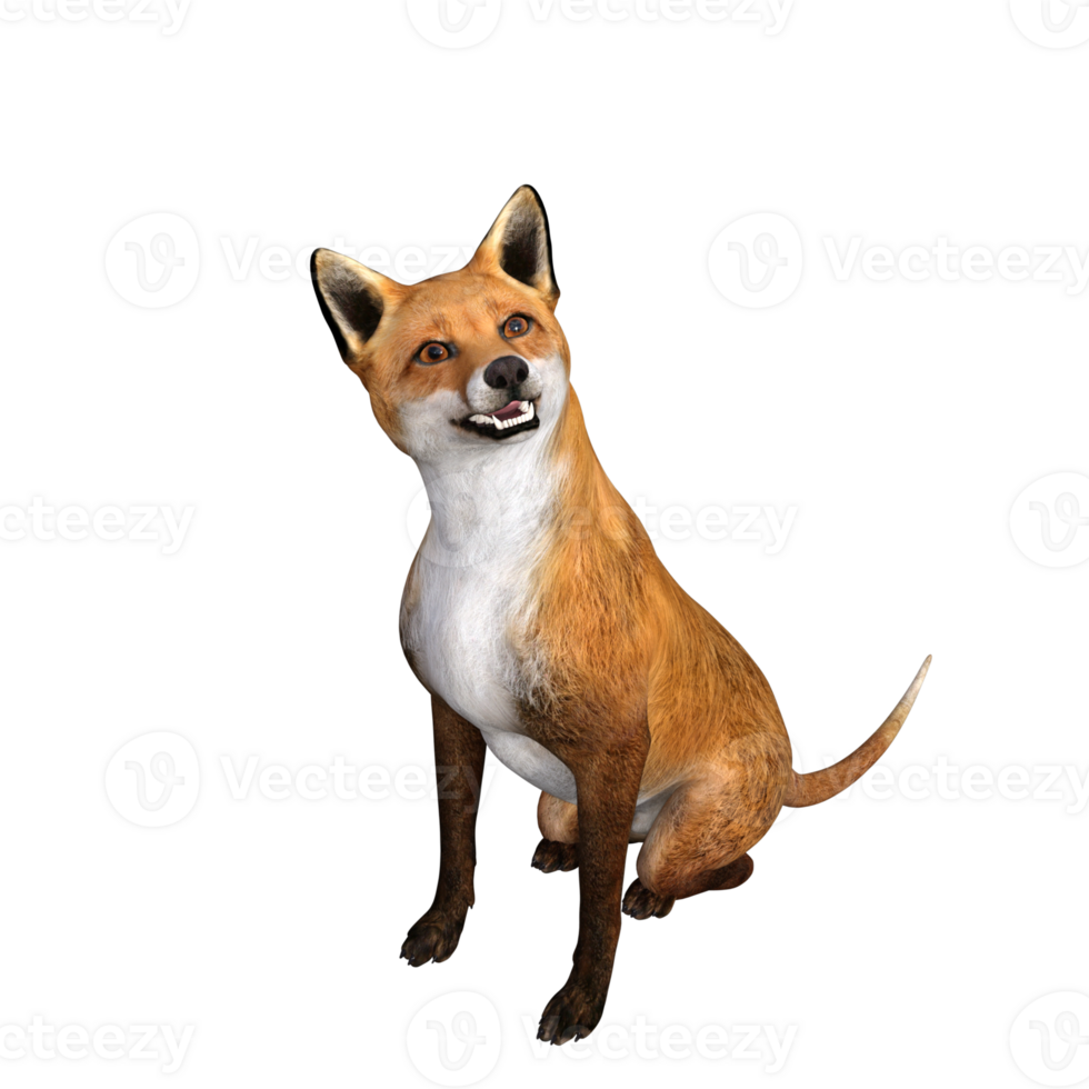 Fox animal isolated 3d png
