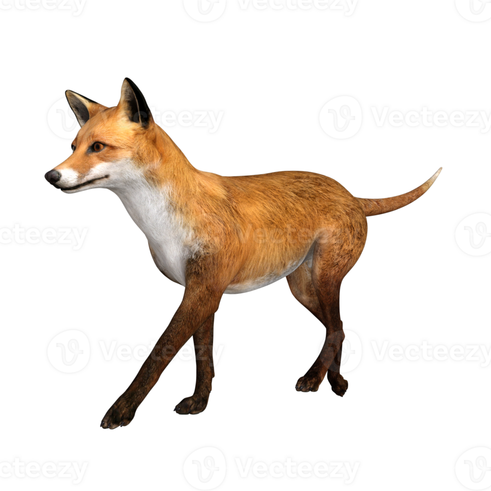 Fox animal isolated 3d png