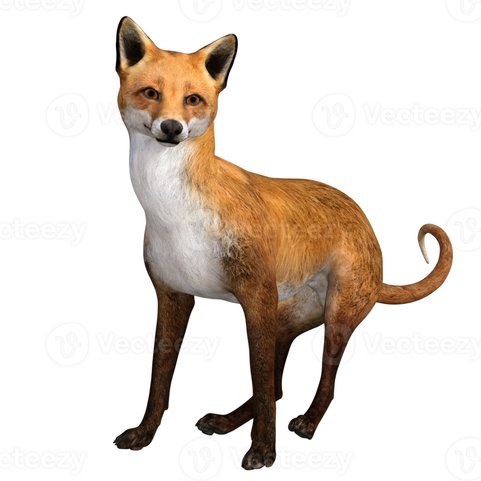 Fox animal isolated 3d 27140585 PNG