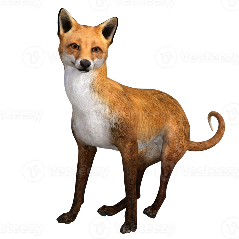 Fox animal isolated 3d png
