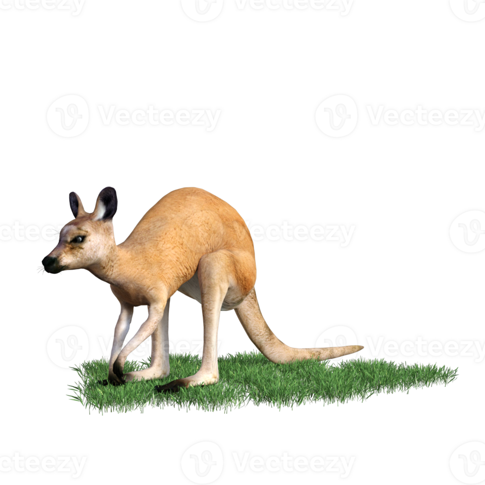 Kangaroo animal isolated 3d png