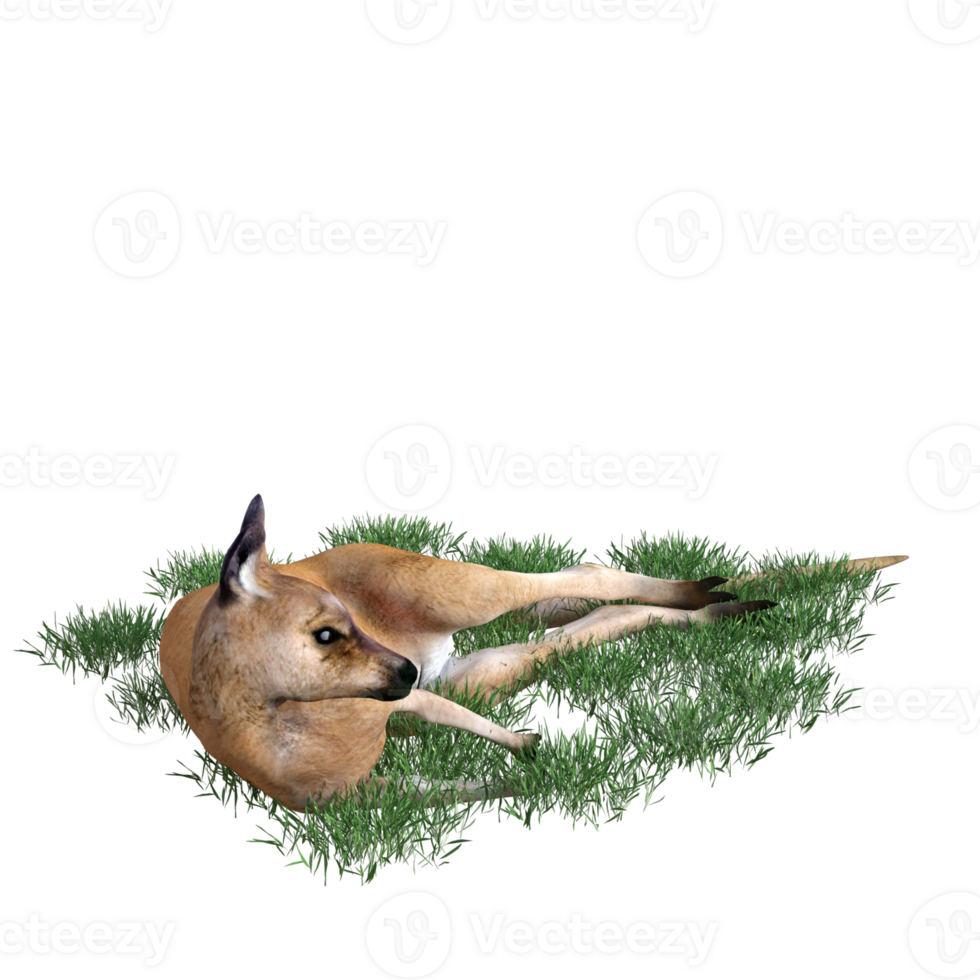 Kangaroo animal isolated 3d png