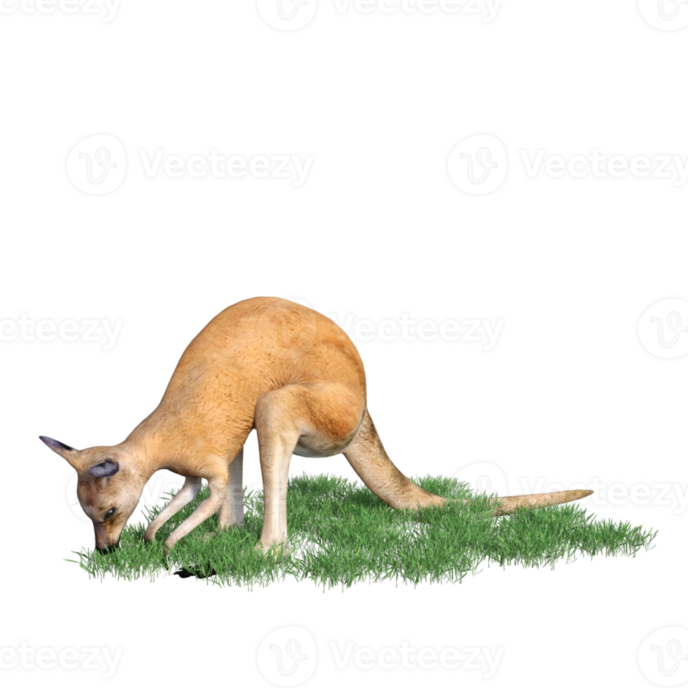 Kangaroo animal isolated 3d png