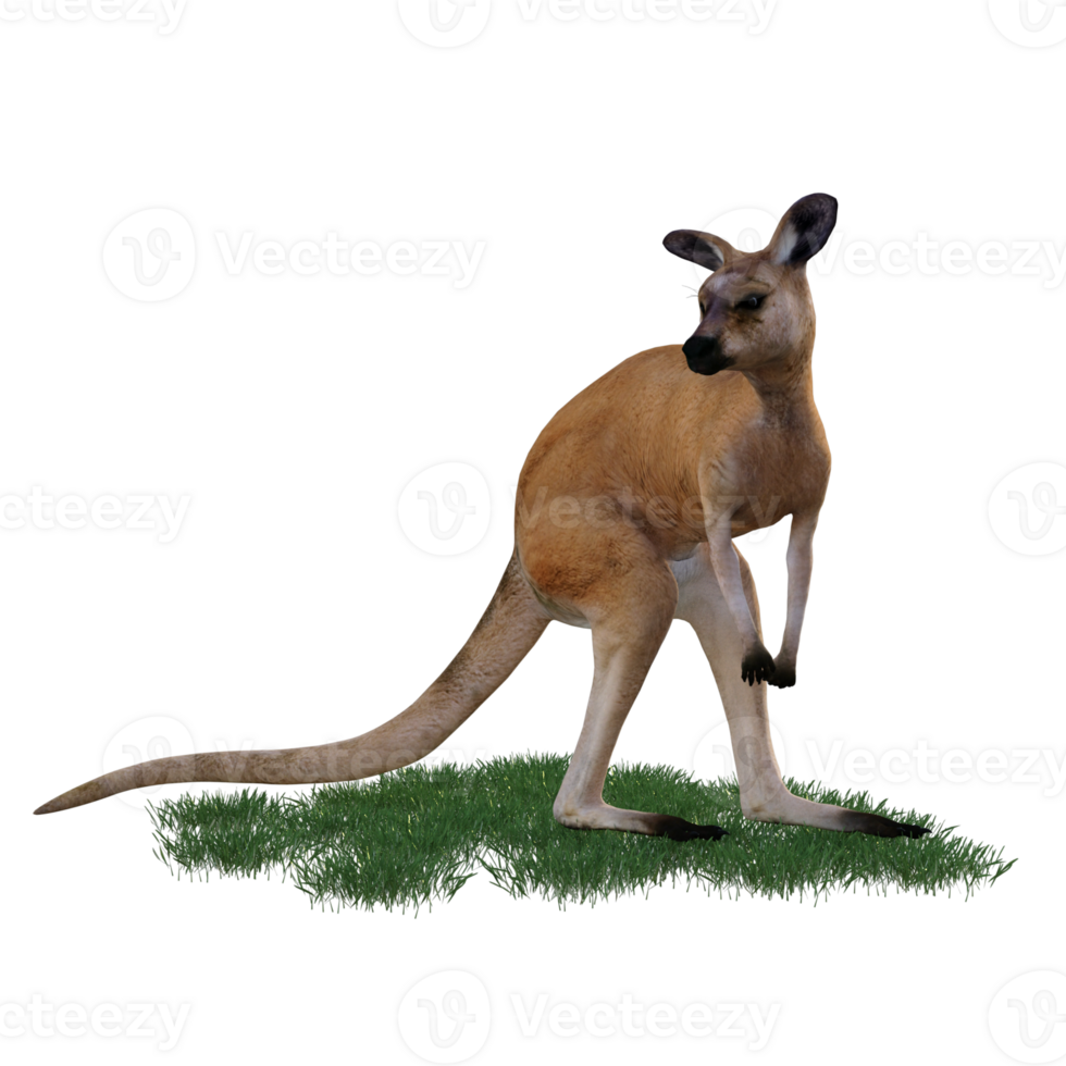 Kangaroo animal isolated 3d png