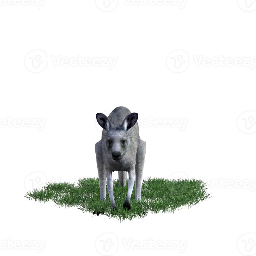 Kangaroo animal isolated 3d png