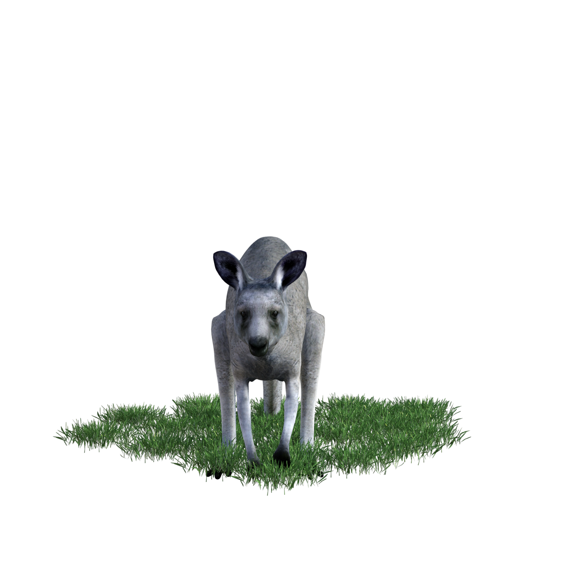 Kangaroo animal isolated 3d 27140614 PNG