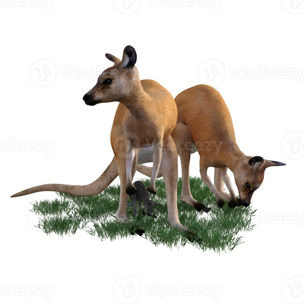 Kangaroo animal isolated 3d png