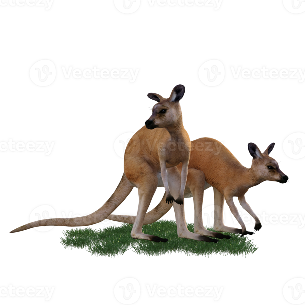 Kangaroo animal isolated 3d png