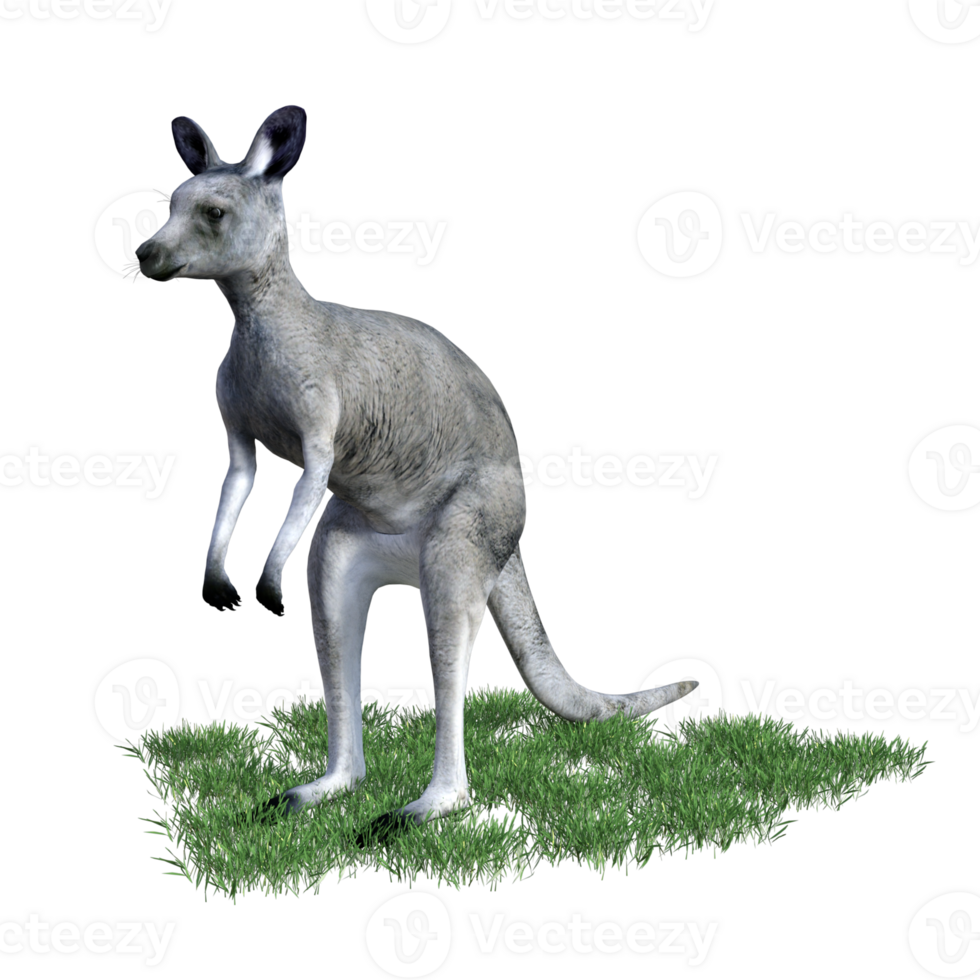 Kangaroo animal isolated 3d png