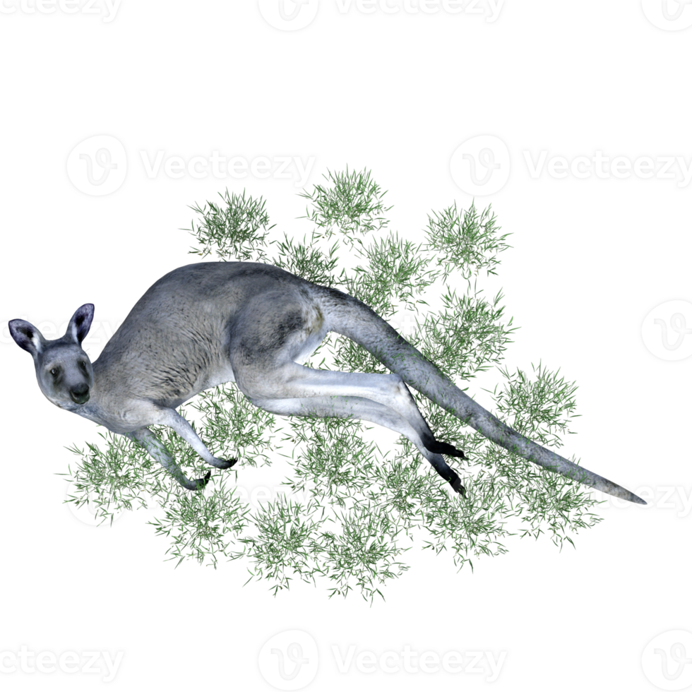 Kangaroo animal isolated 3d png