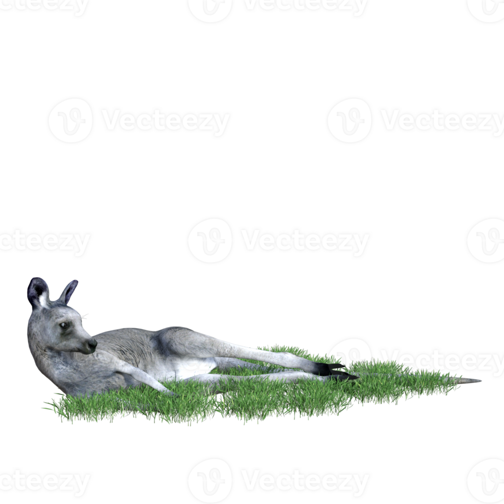 Kangaroo animal isolated 3d png
