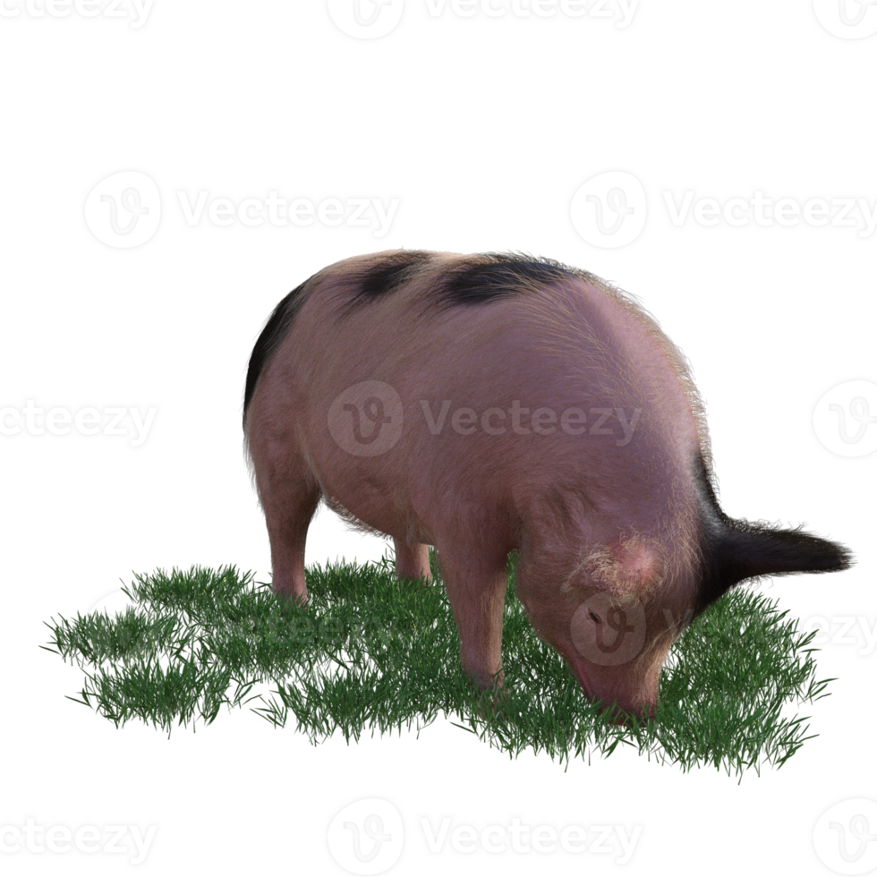 Pig in glass png