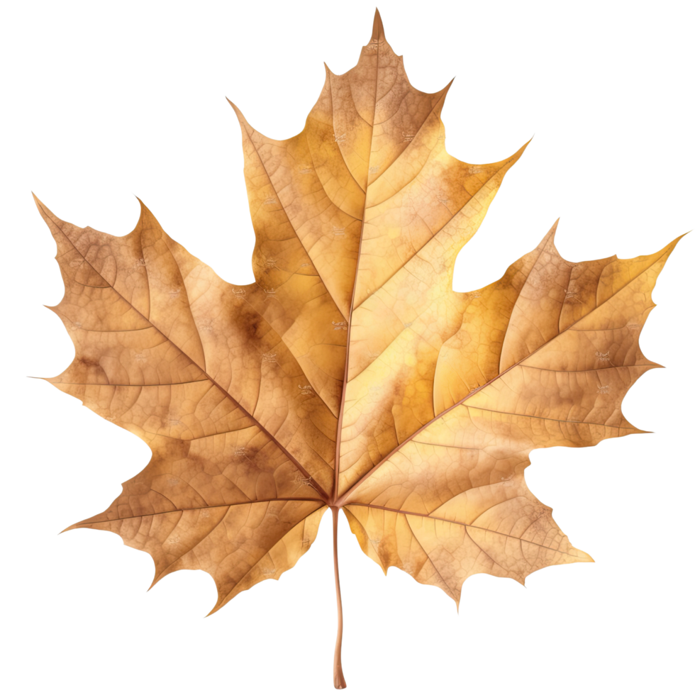 ai generated maple leaf on transparent background png