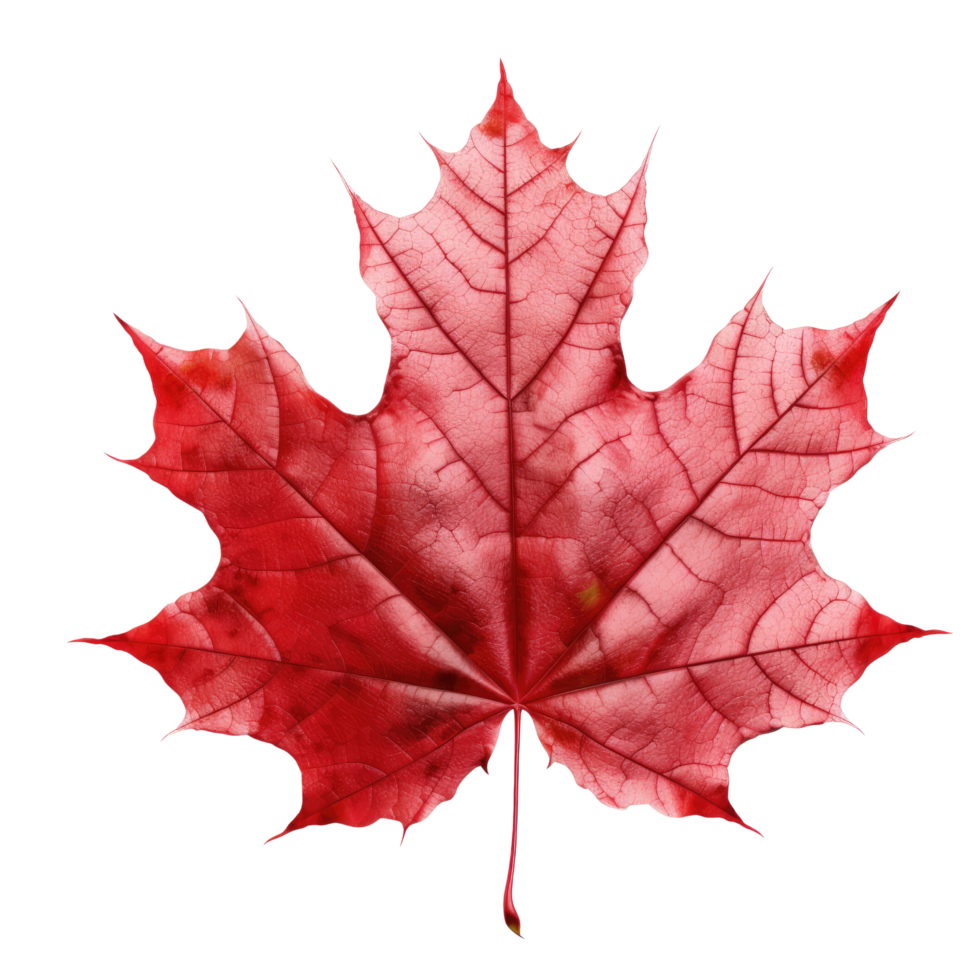 ai generated maple leaf on transparent background png