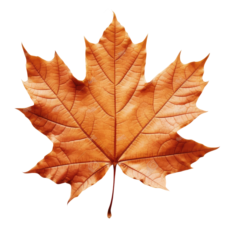 ai generated maple leaf on transparent background png