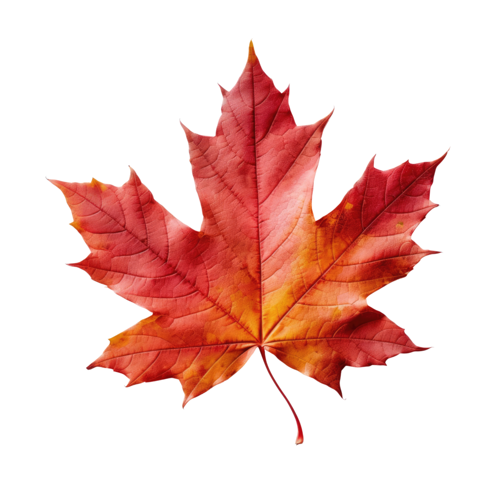 ai generated maple leaf on transparent background png