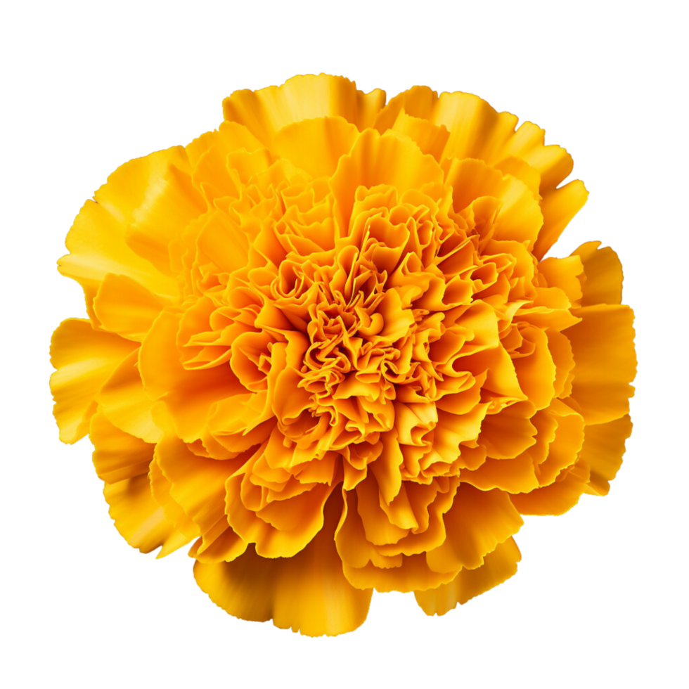 ai generato scientifico fotografia calendula giallo fiore, isolato, png, png