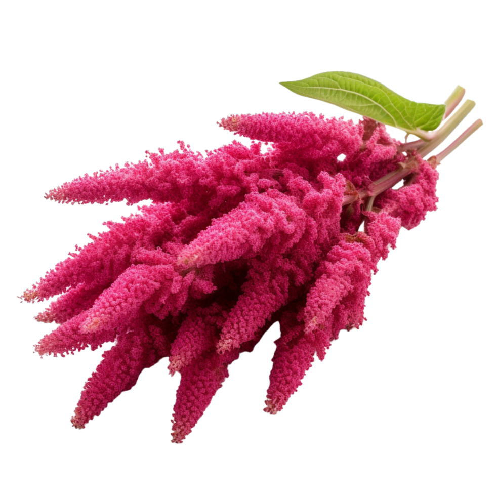 AI Generated Scientific Photography Amaranth purple flower bouquet, isolated, PNG, png