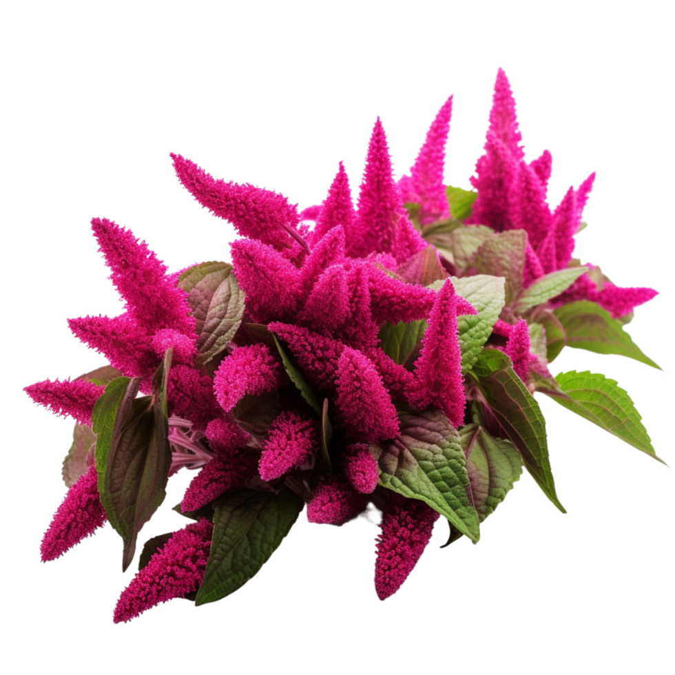 AI Generated Scientific Photography Amaranth purple flower bouquet, isolated, PNG, png