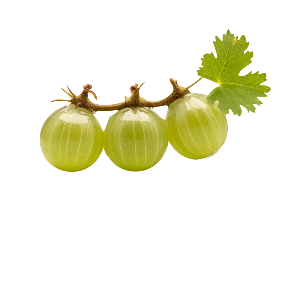 Fresh indian gooseberry isolated on transparent background png