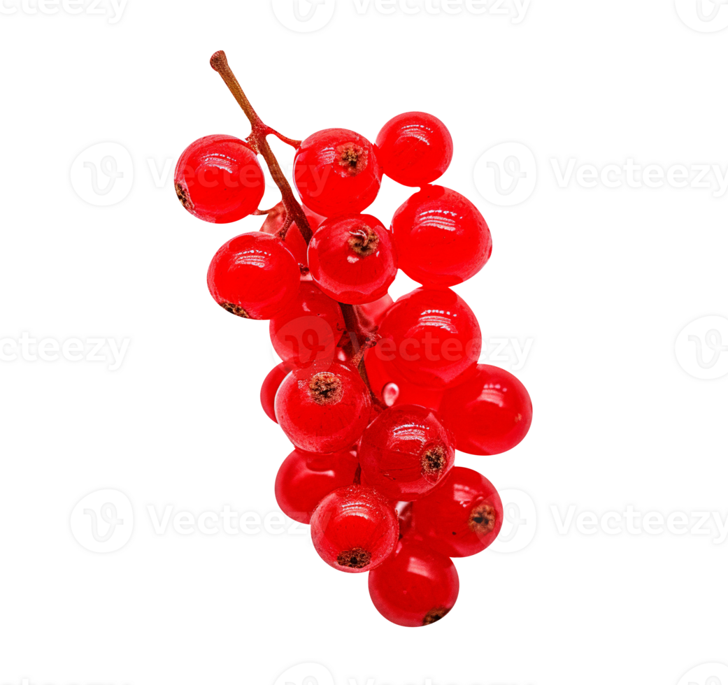 Fresh red currants isolated on transparent background png