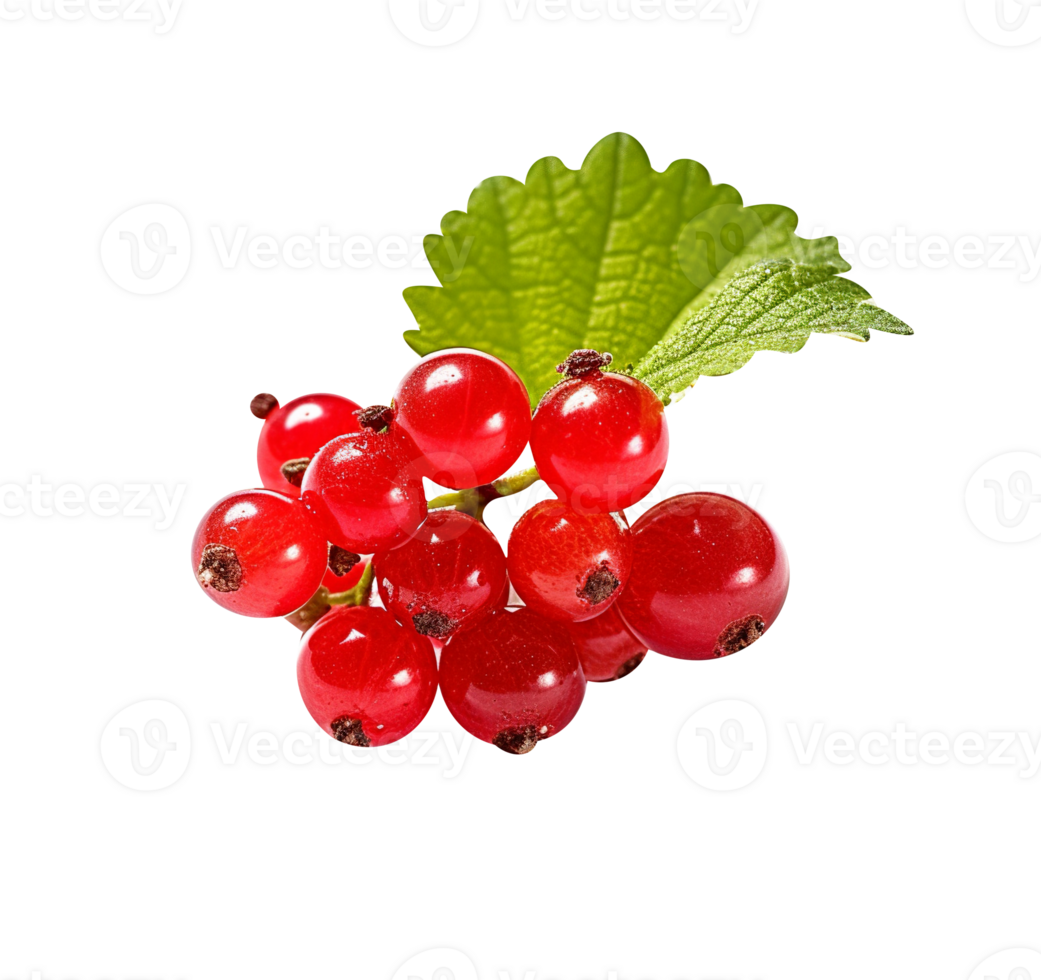 Fresh red currants isolated on transparent background png