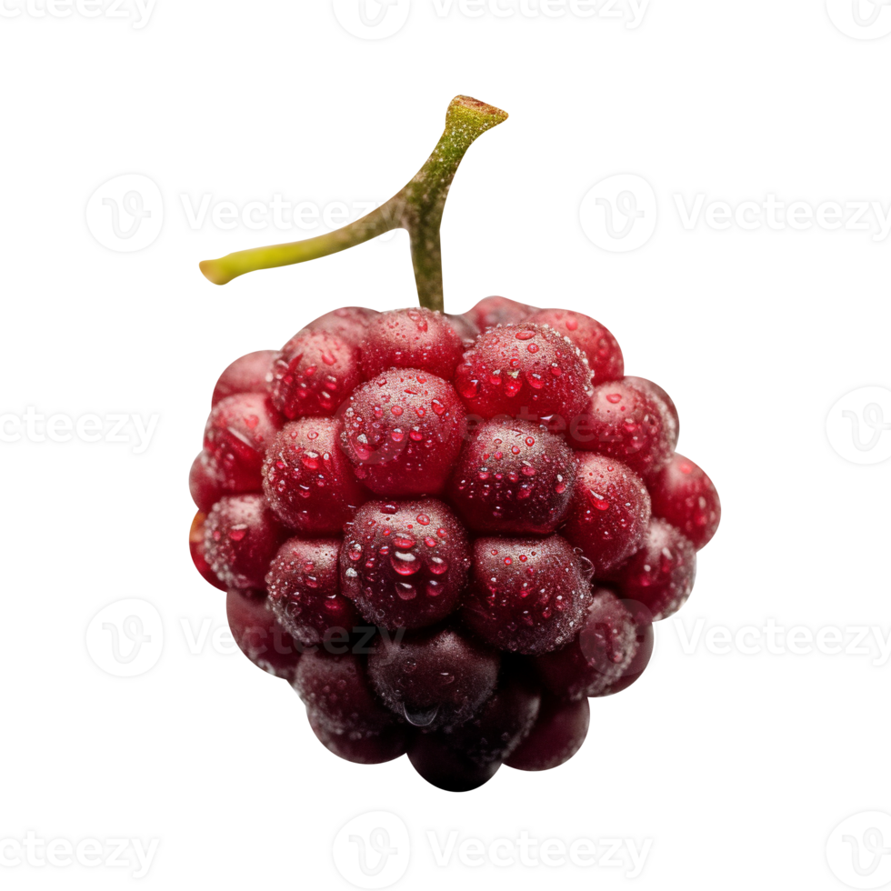 Fresh nannyberry isolated on transparent background png