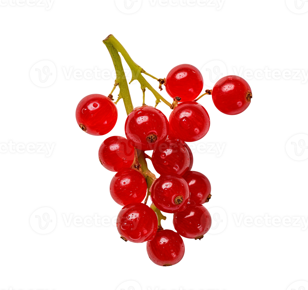 Fresh red currants isolated on transparent background png