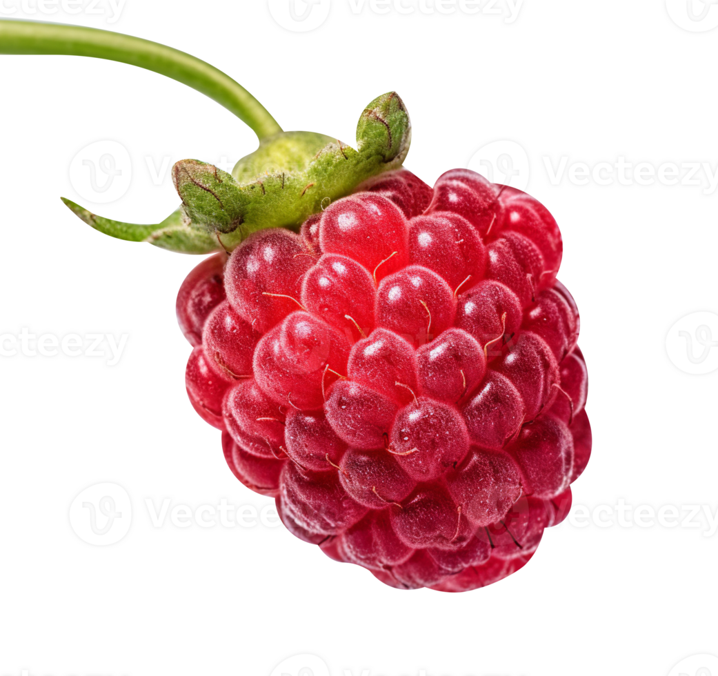 Fresh thimbleberry isolated on transparent background png