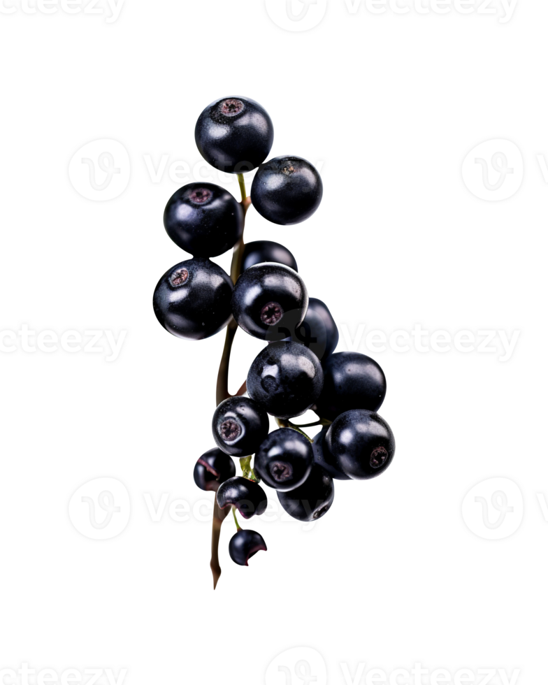 Bunch of fresh chokeberries isolated on transparent background png