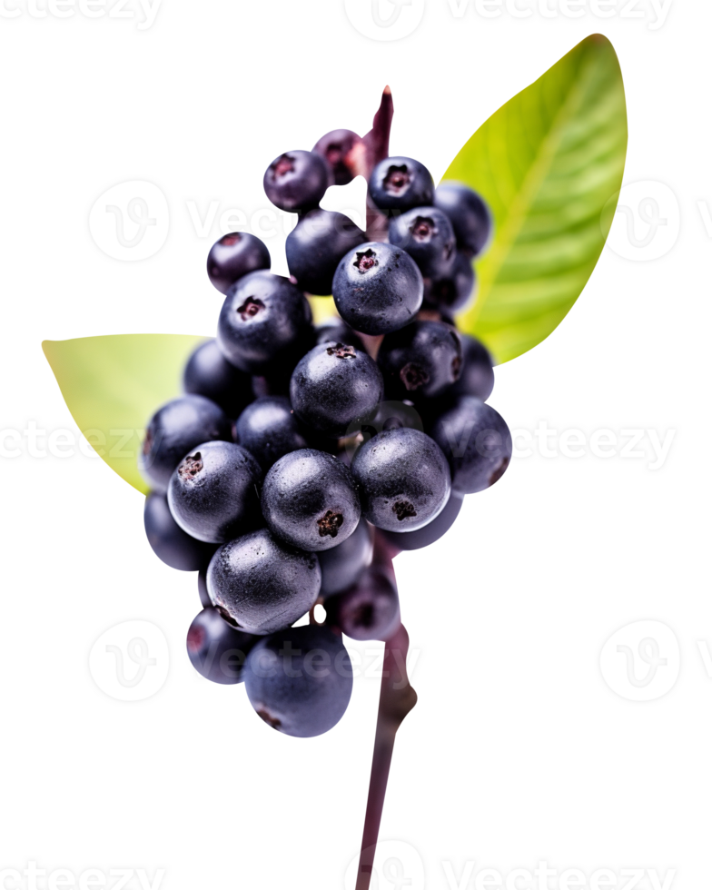 Fresh aronia berries isolated on transparent background png