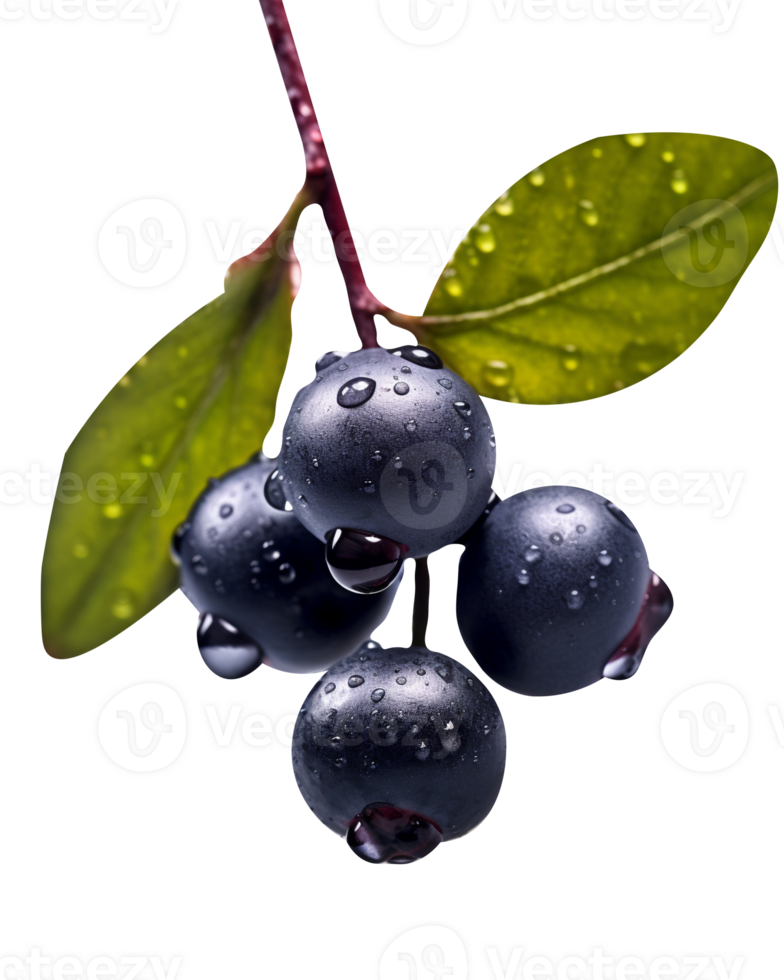 Fresh aronia berries isolated on transparent background png