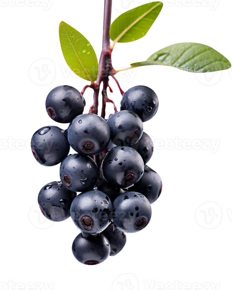 Fresco aronia bayas aislado en transparente antecedentes png