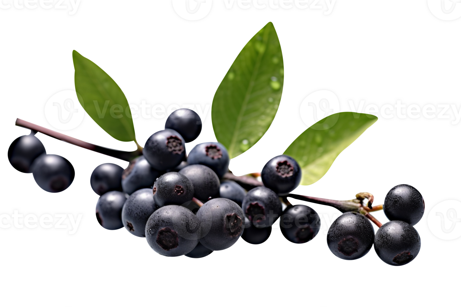 Bunch of fresh chokeberries isolated on transparent background png