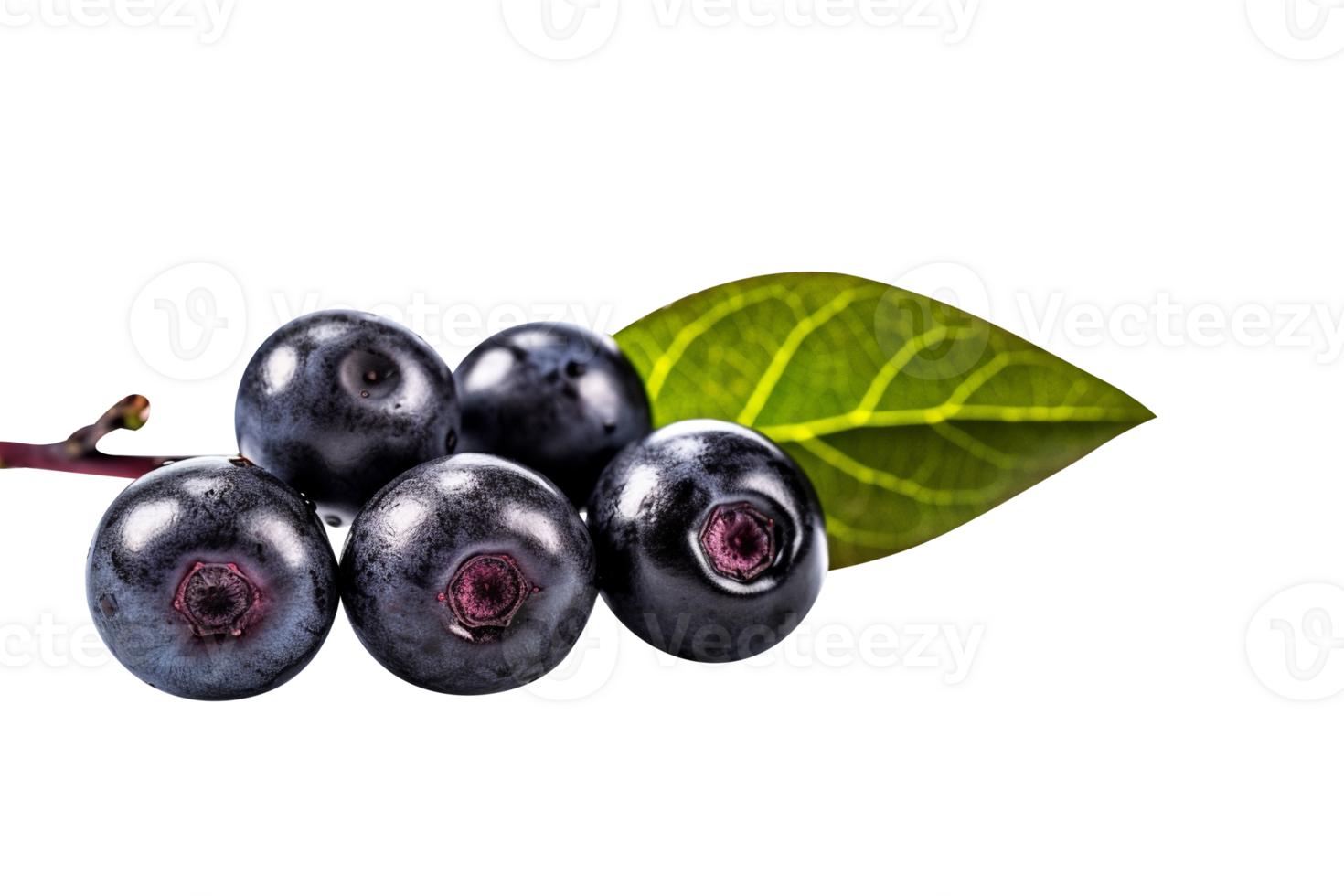 Bunch of fresh chokeberries isolated on transparent background png