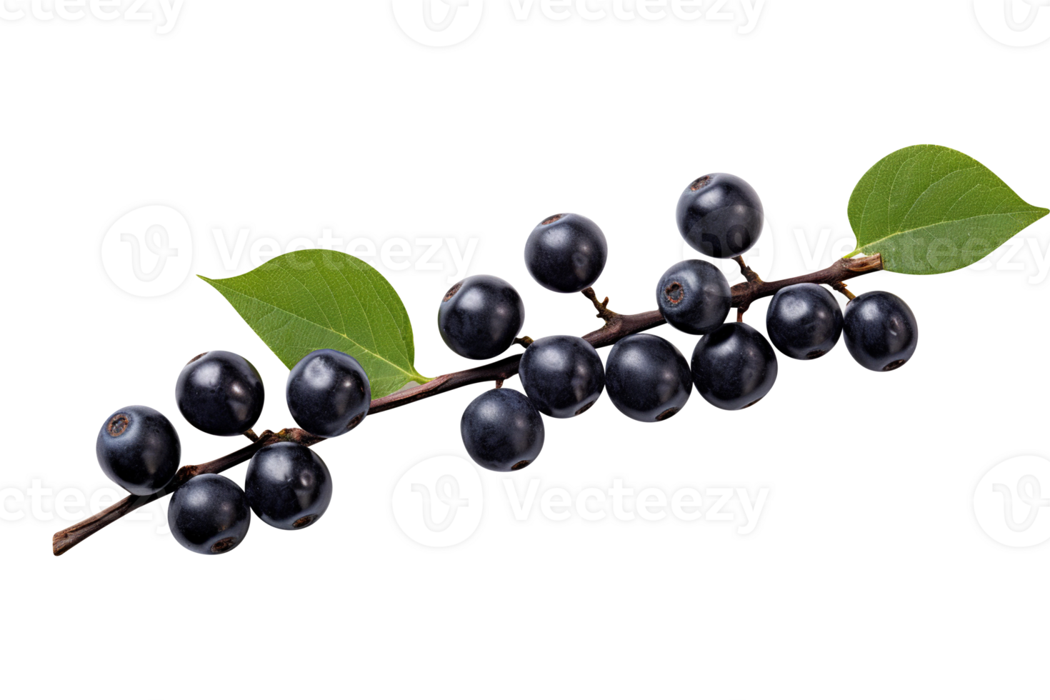Bunch of fresh chokeberries isolated on transparent background png