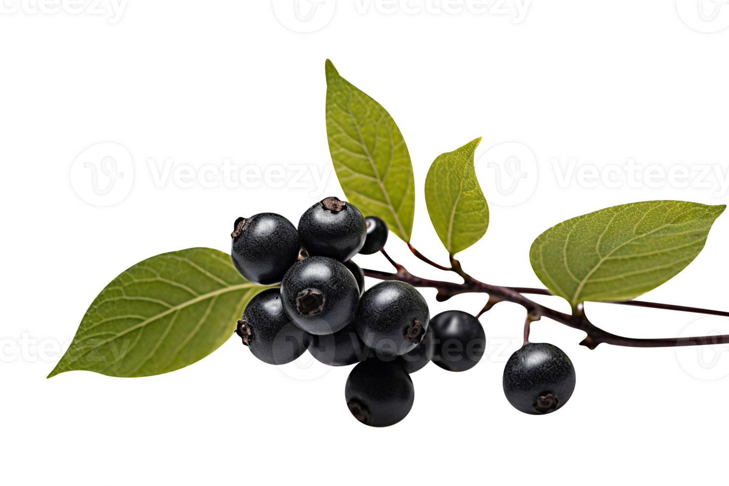 Bunch of fresh chokeberries isolated on transparent background png