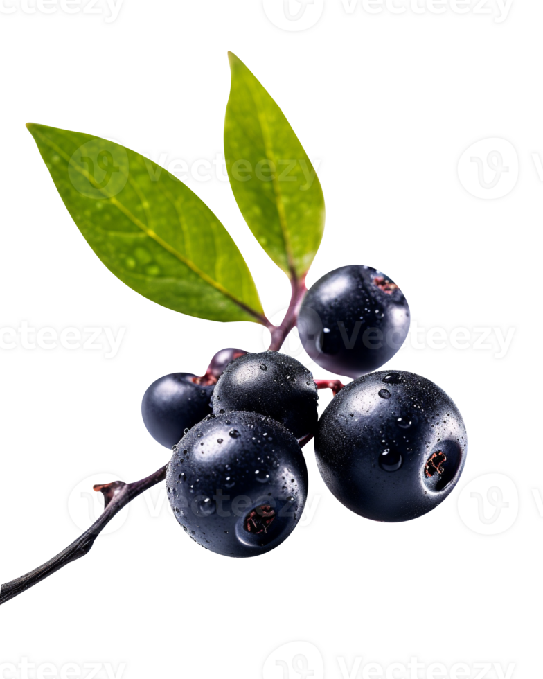 Fresh aronia berries isolated on transparent background png