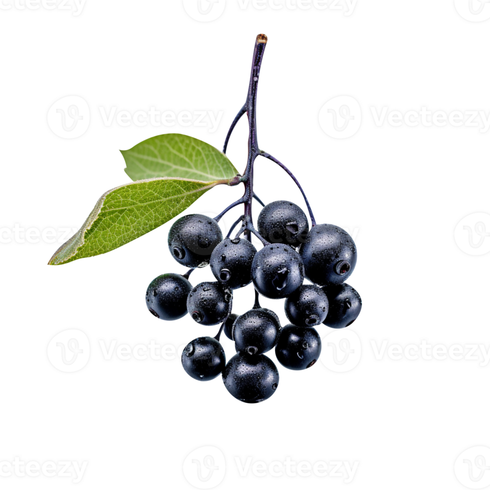 Fresh chokeberries isolated on transparent background png