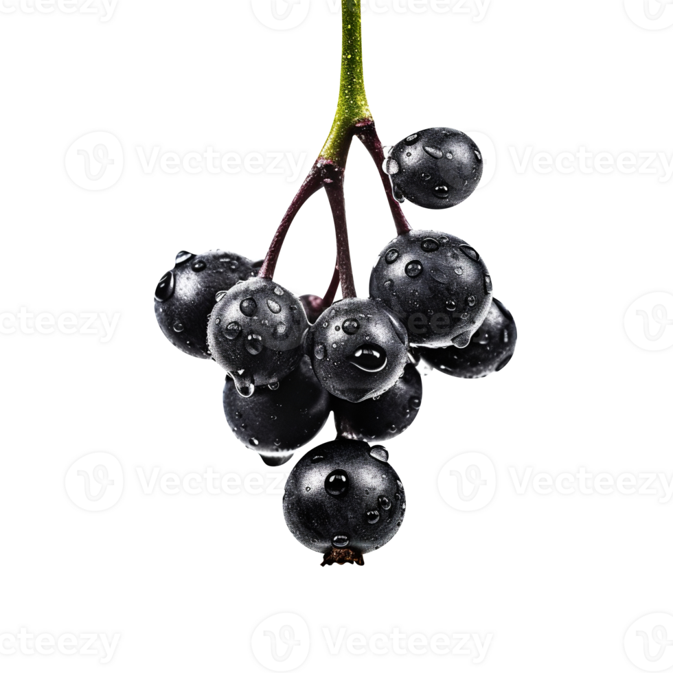 Bunch of fresh chokeberries isolated on transparent background png