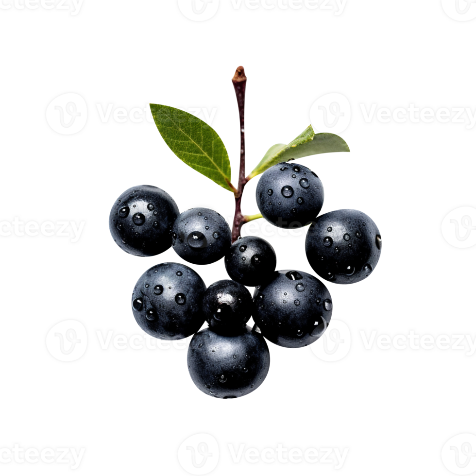 Fresh chokeberries isolated on transparent background png