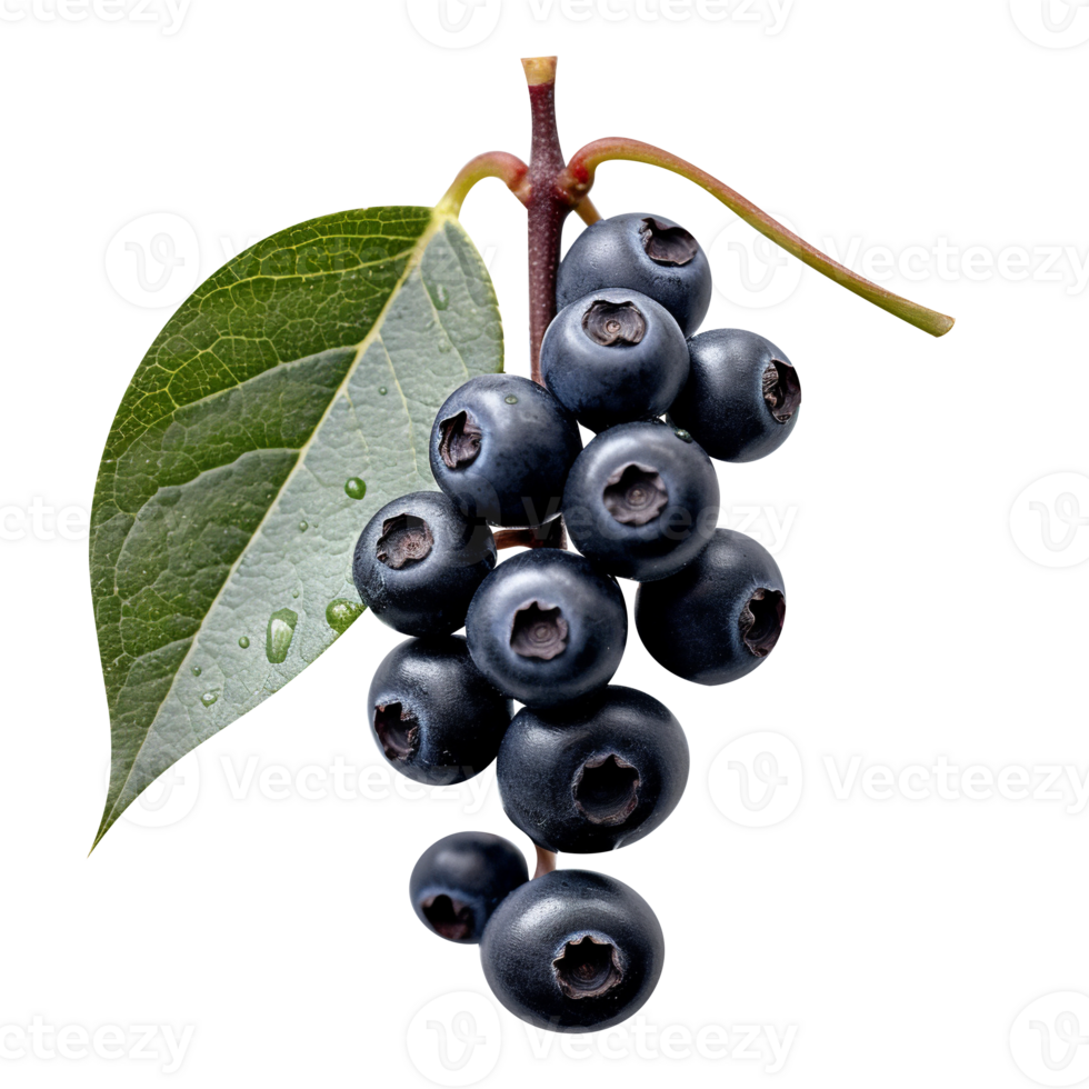 Bunch of fresh chokeberries isolated on transparent background png
