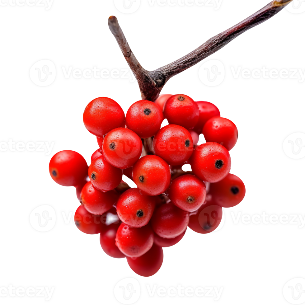 Fresh bunch of buffaloberries isolated on transparent background png