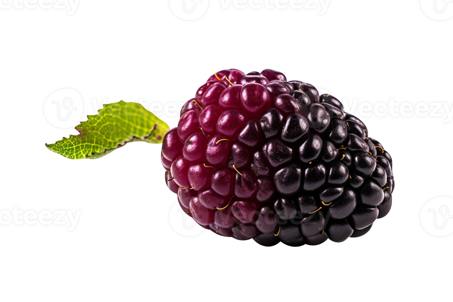 Fresh blackberry isolated on transparent background png
