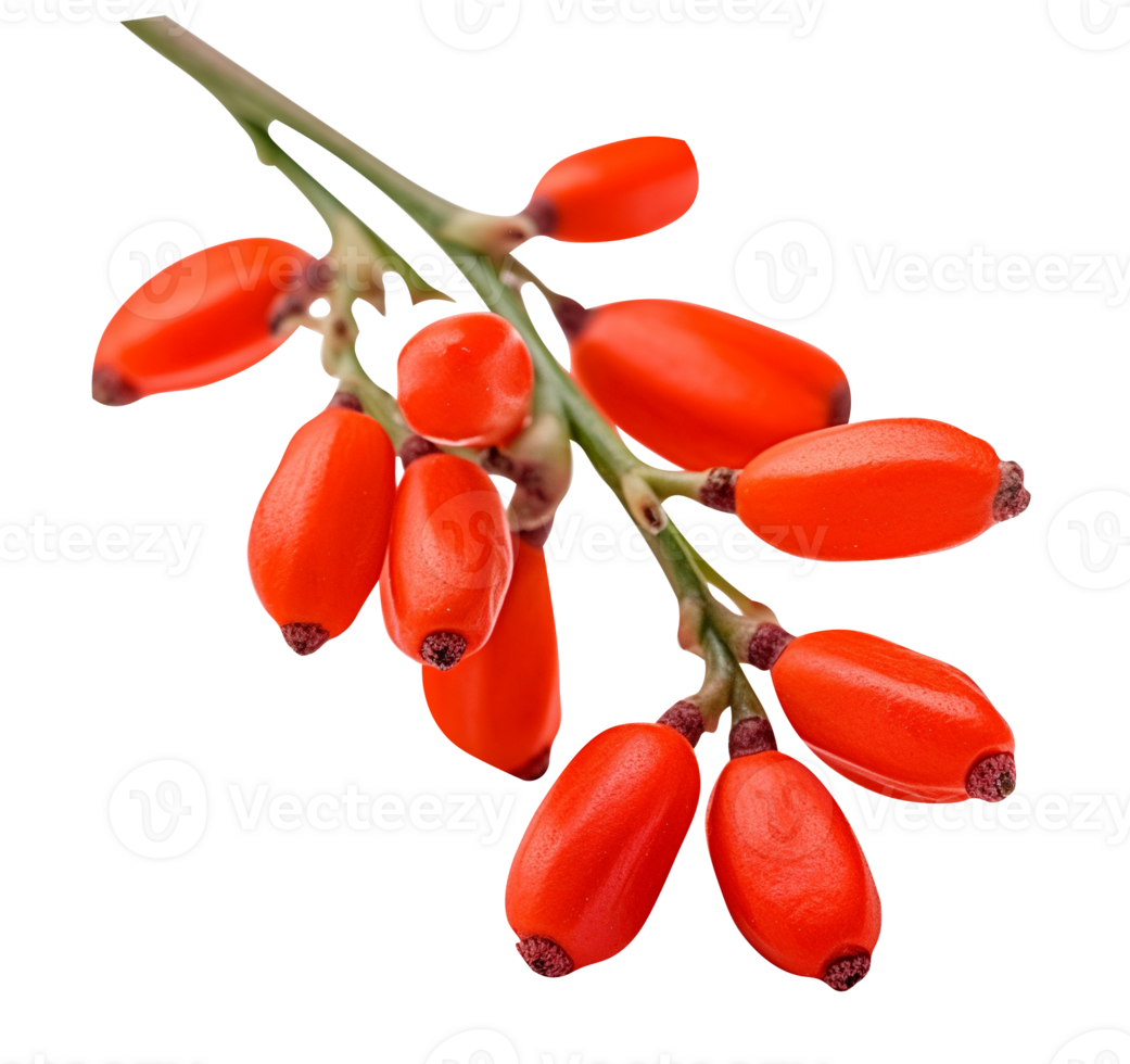 Fresh barberries isolated on transparent background png