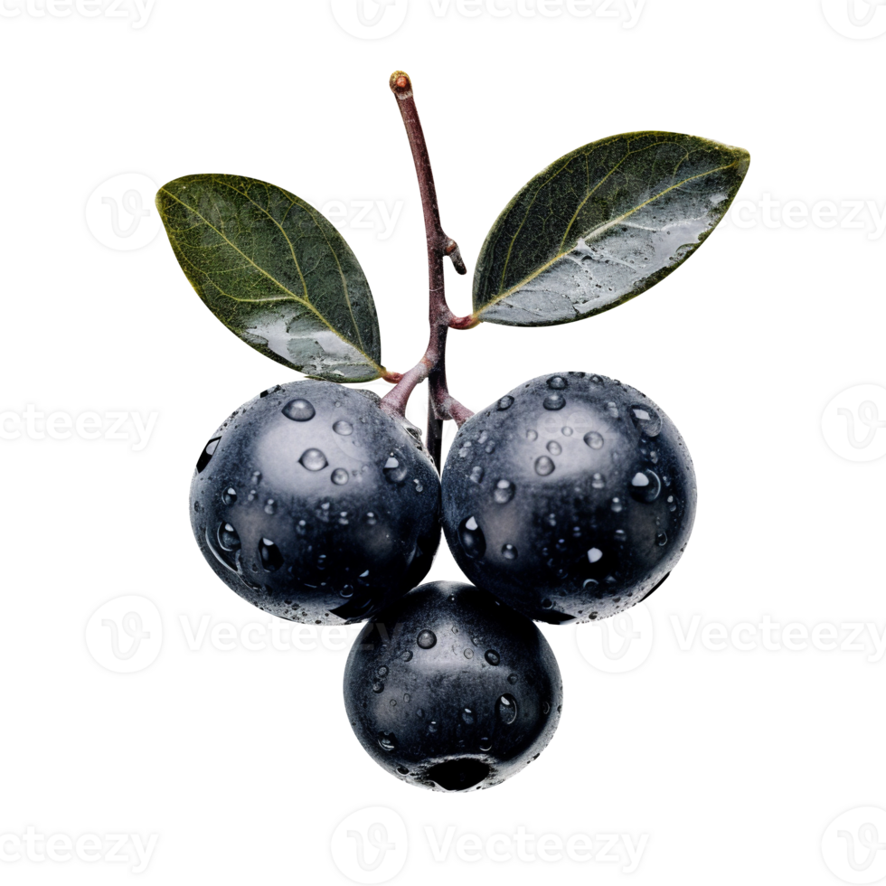 Bunch of fresh chokeberries isolated on transparent background png