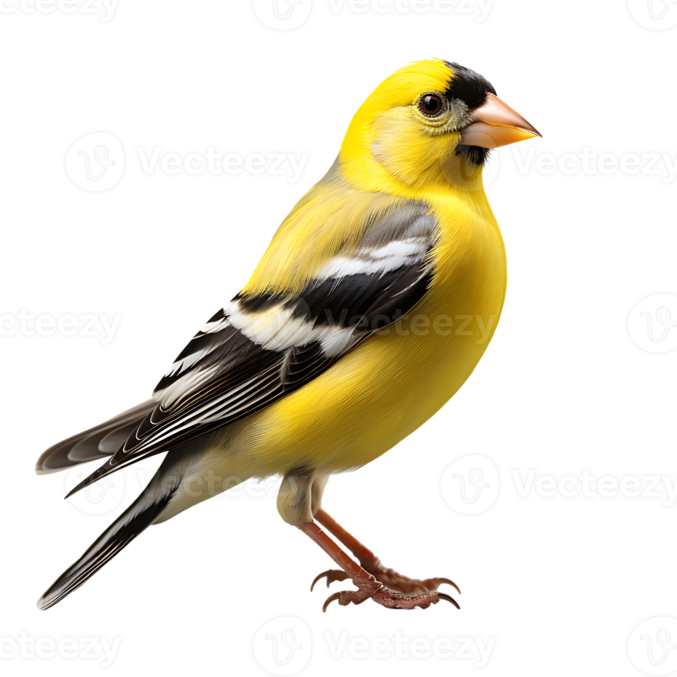 American Goldfinch bird with transparent background. ai generated png