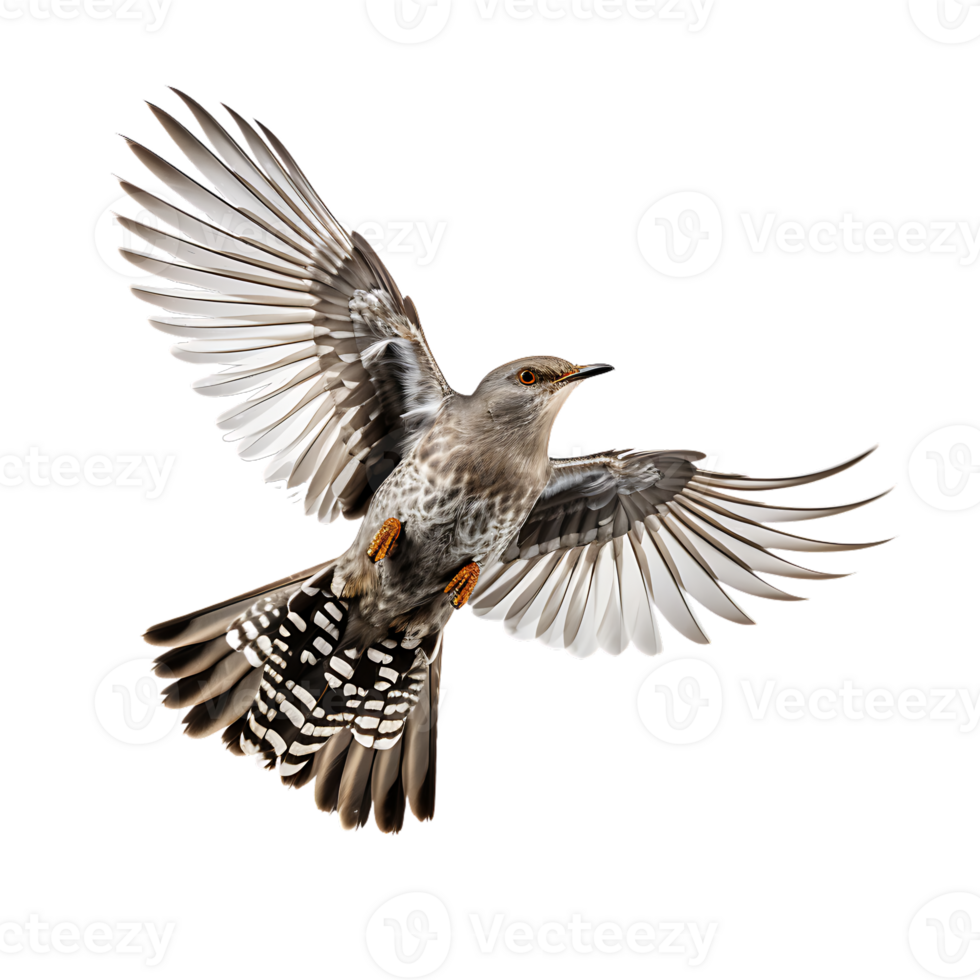 Cuckoo Cuculus canorus Bird On transparent background. ai generated png