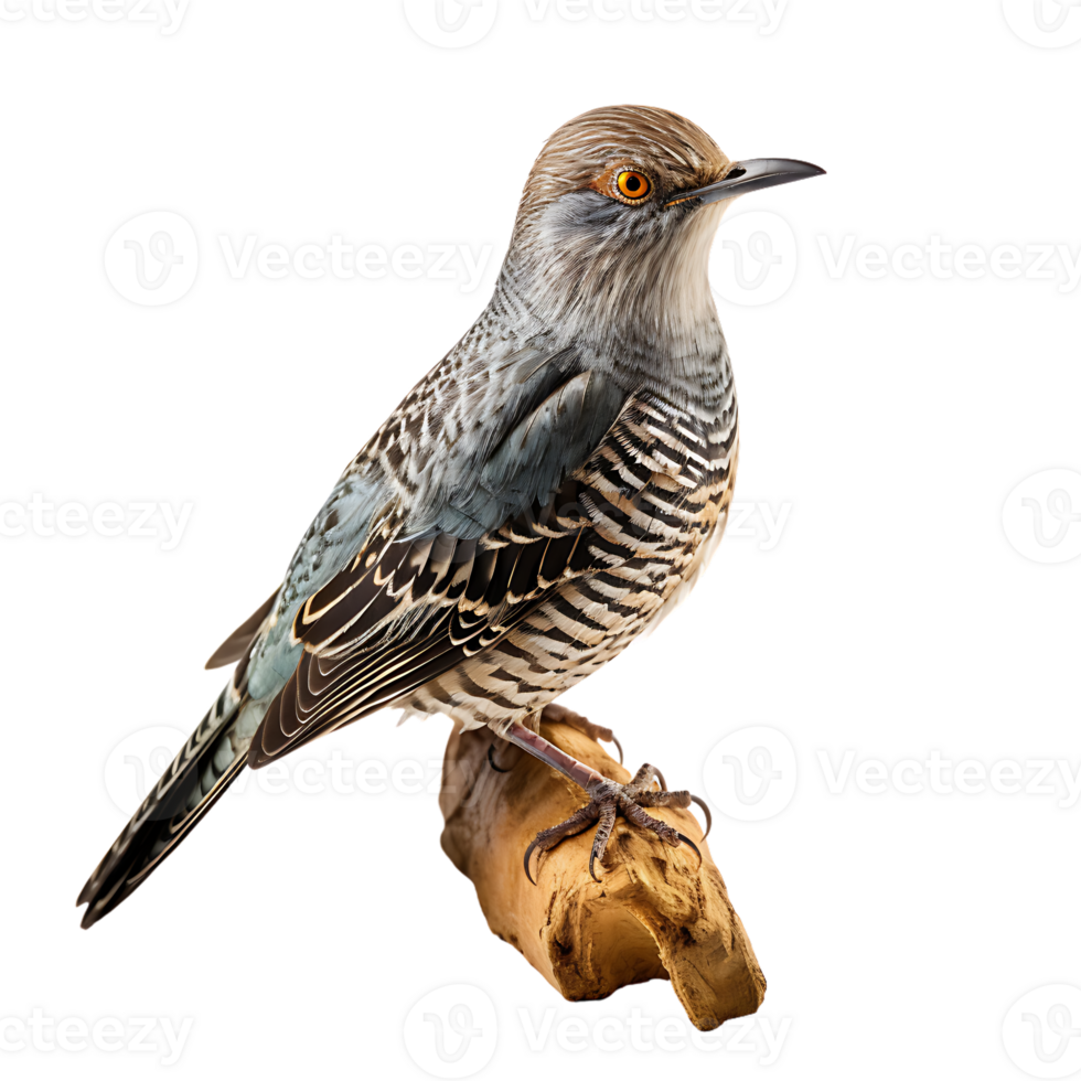Cuckoo Cuculus canorus Bird On transparent background. ai generated png